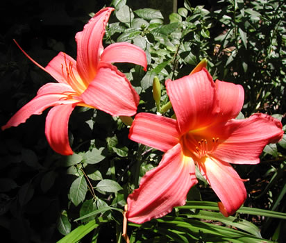 Hemerocallis Patricia Fay